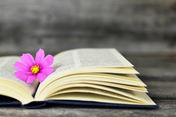 Cosmos flower and open old book
